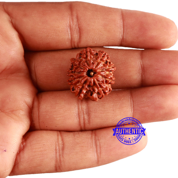 9 Mukhi Nepalese Rudraksha - Bead No. 339