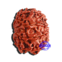 Load image into Gallery viewer, 9 Mukhi Nepalese Rudraksha - Bead No. 339
