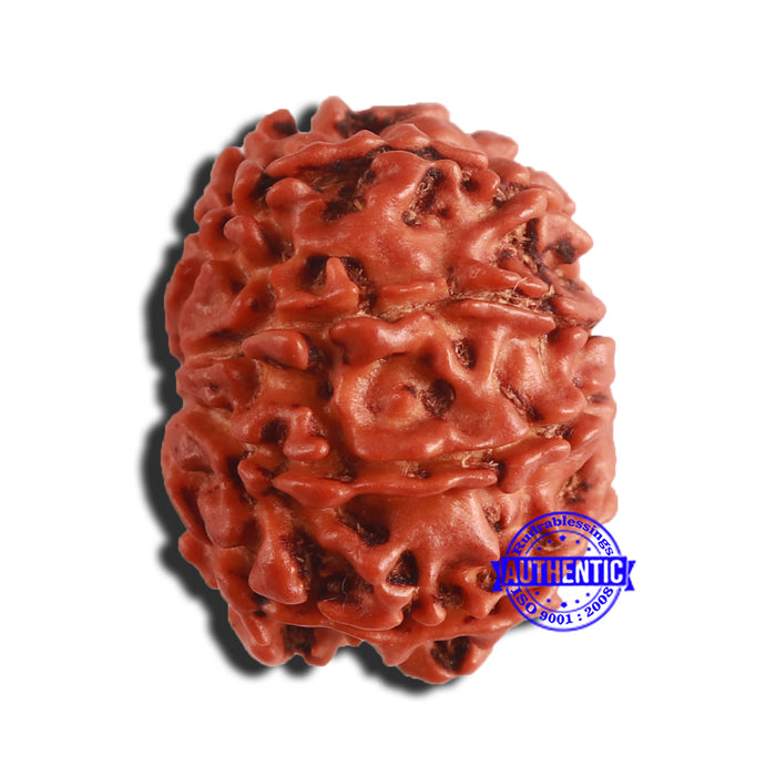 9 Mukhi Nepalese Rudraksha - Bead No. 339