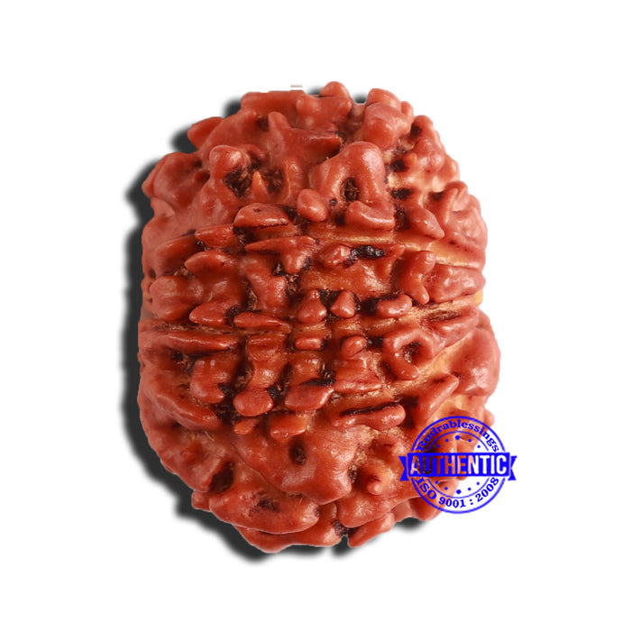 9 Mukhi Nepalese Rudraksha - Bead No. 339