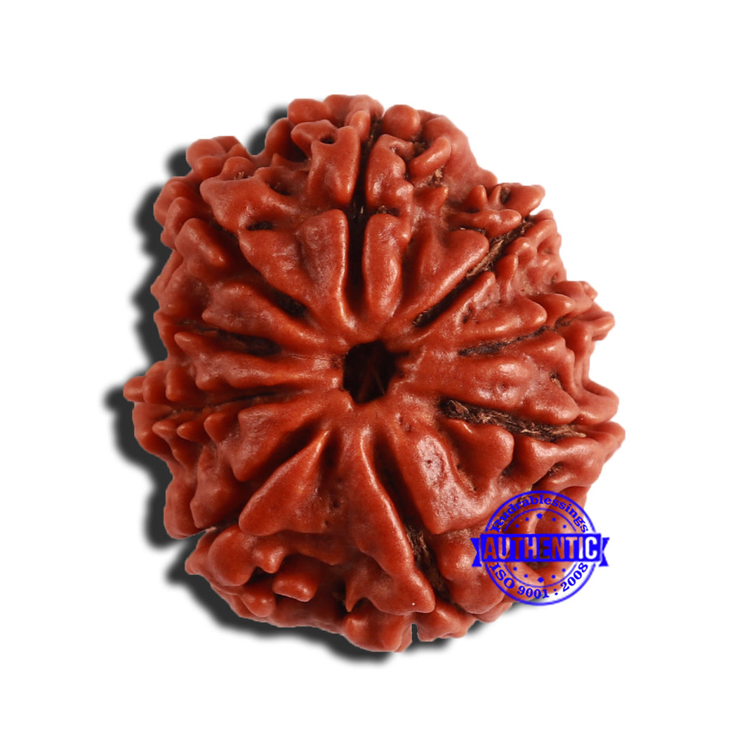 9 Mukhi Nepalese Rudraksha - Bead No. 340