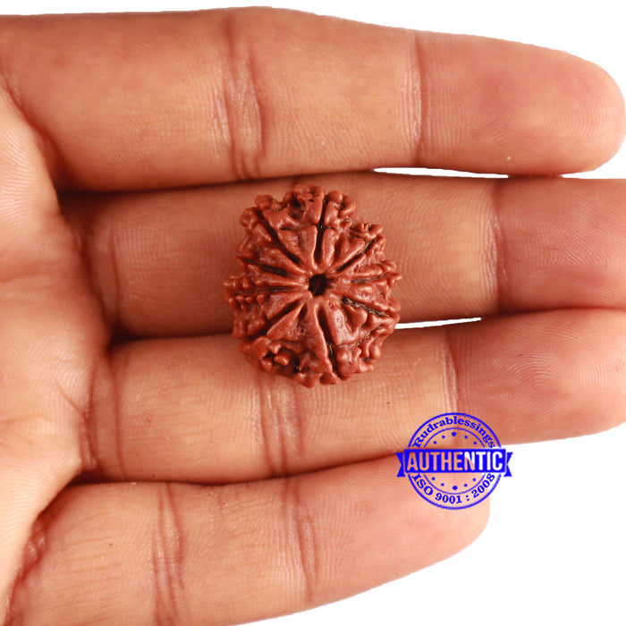 9 Mukhi Nepalese Rudraksha - Bead No. 340
