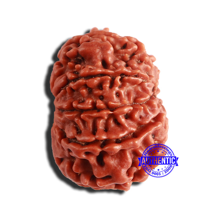 9 Mukhi Nepalese Rudraksha - Bead No. 340