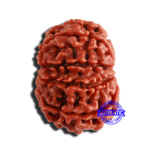 Load image into Gallery viewer, 9 Mukhi Nepalese Rudraksha - Bead No. 340
