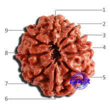 Load image into Gallery viewer, 9 Mukhi Nepalese Rudraksha - Bead No. 341
