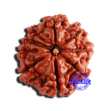 Load image into Gallery viewer, 9 Mukhi Nepalese Rudraksha - Bead No. 341
