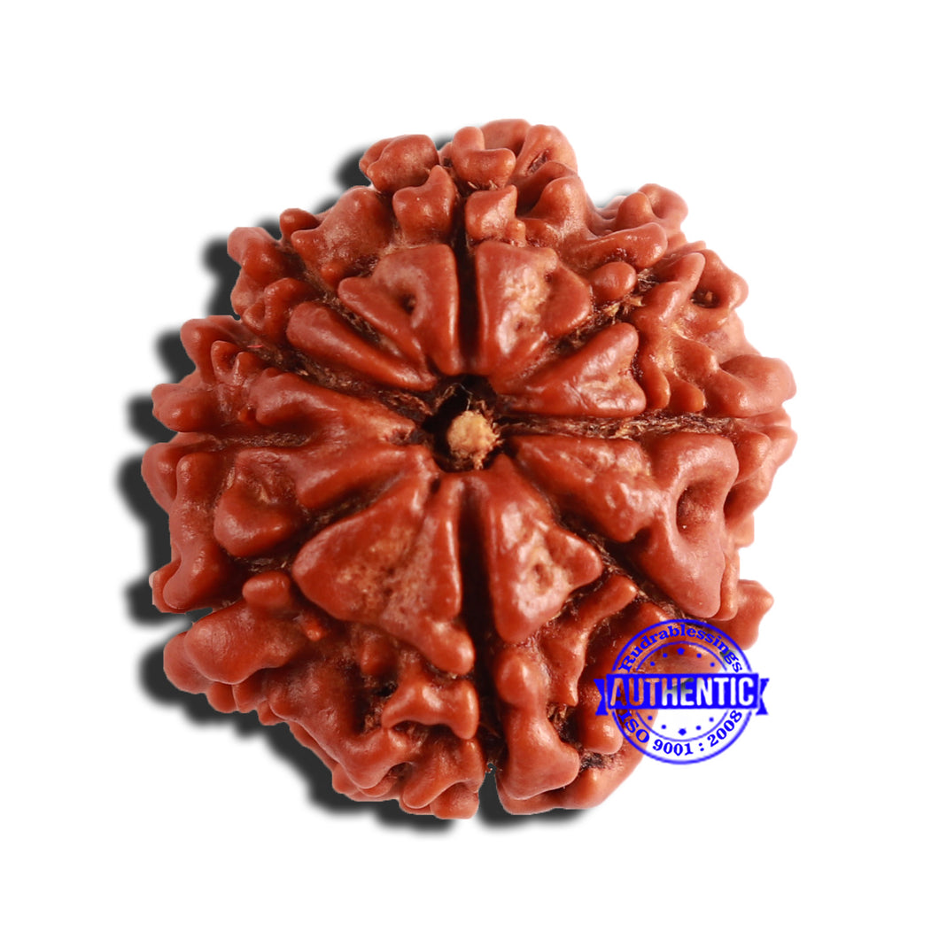 9 Mukhi Nepalese Rudraksha - Bead No. 341