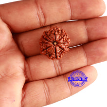 Load image into Gallery viewer, 9 Mukhi Nepalese Rudraksha - Bead No. 341
