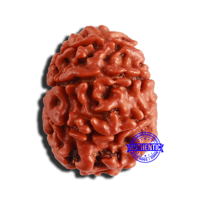 9 Mukhi Nepalese Rudraksha - Bead No. 341