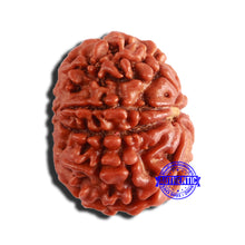 Load image into Gallery viewer, 9 Mukhi Nepalese Rudraksha - Bead No. 341
