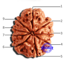 Load image into Gallery viewer, 9 Mukhi Nepalese Rudraksha - Bead No. 342
