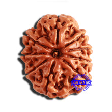 Load image into Gallery viewer, 9 Mukhi Nepalese Rudraksha - Bead No. 342

