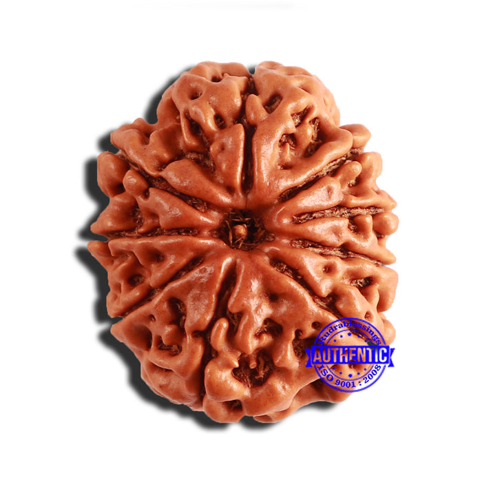 9 Mukhi Nepalese Rudraksha - Bead No. 342