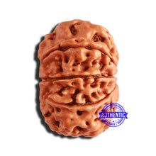 Load image into Gallery viewer, 9 Mukhi Nepalese Rudraksha - Bead No. 342
