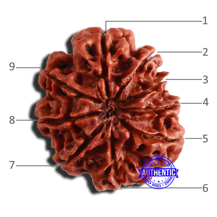 9 Mukhi Nepalese Rudraksha - Bead No. 343
