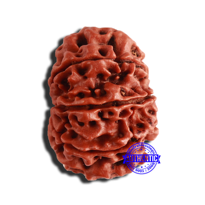 9 Mukhi Nepalese Rudraksha - Bead No. 343