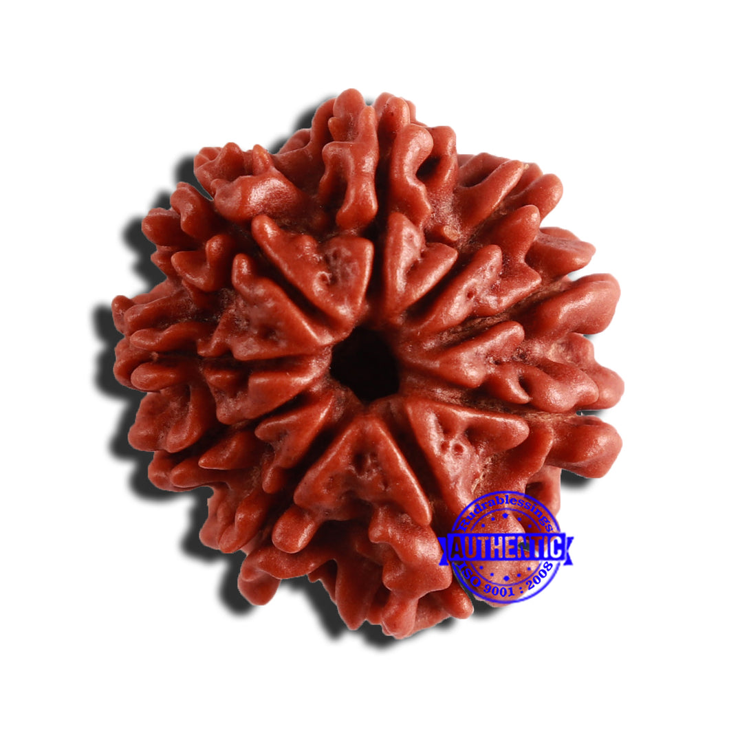 9 Mukhi Nepalese Rudraksha - Bead No. 344