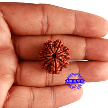Load image into Gallery viewer, 9 Mukhi Nepalese Rudraksha - Bead No. 344
