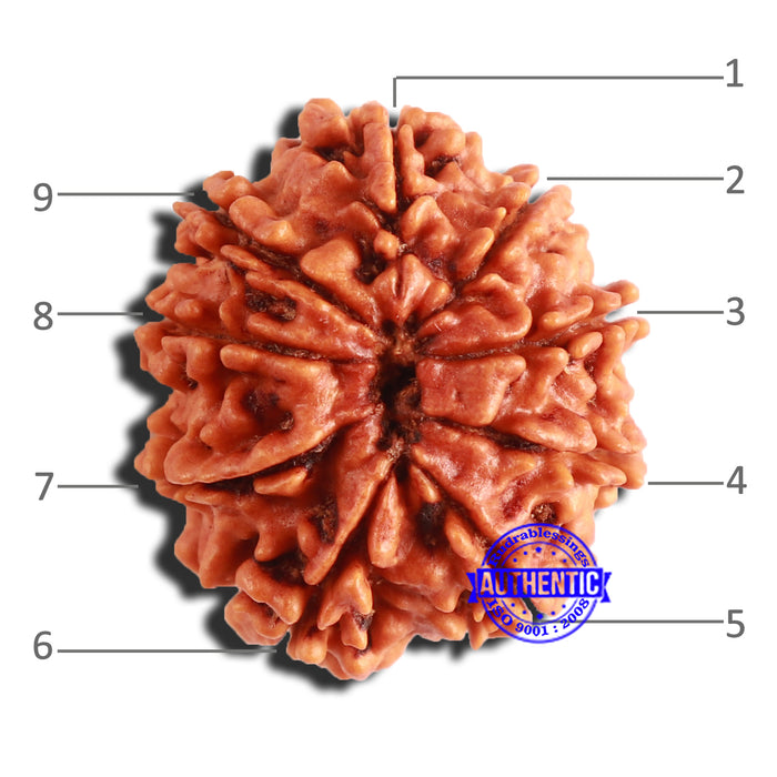 9 Mukhi Nepalese Rudraksha - Bead No. 345