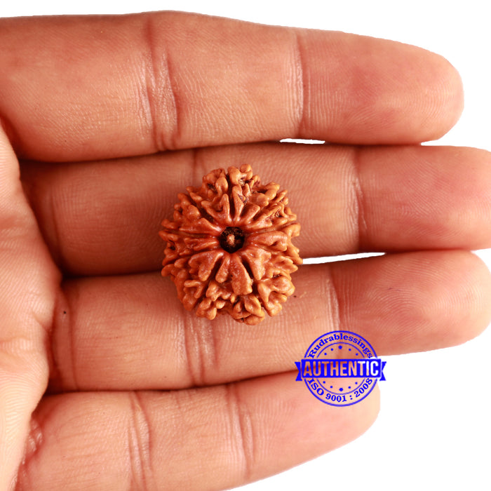 9 Mukhi Nepalese Rudraksha - Bead No. 345