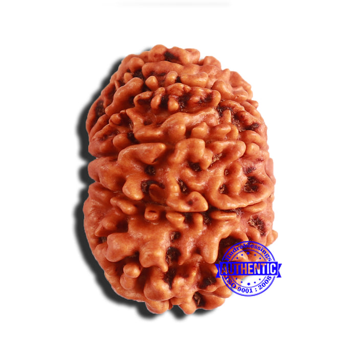 9 Mukhi Nepalese Rudraksha - Bead No. 345