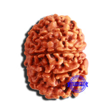 Load image into Gallery viewer, 9 Mukhi Nepalese Rudraksha - Bead No. 345
