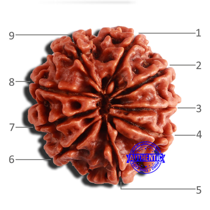 9 Mukhi Nepalese Rudraksha - Bead No. 346