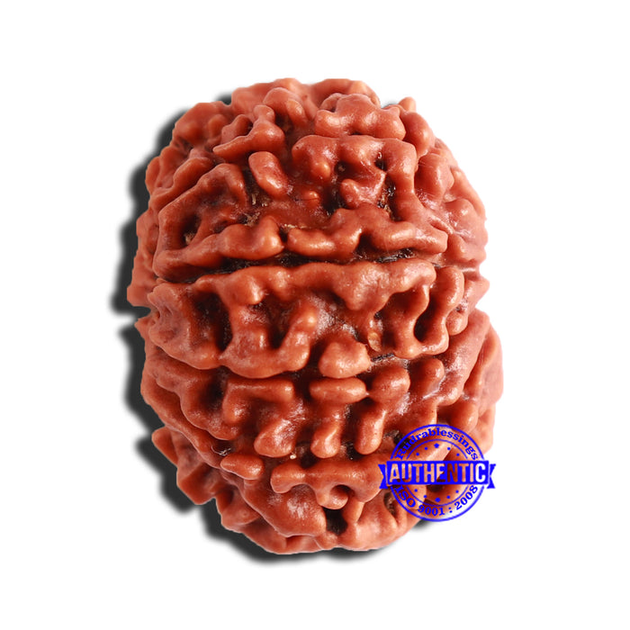 9 Mukhi Nepalese Rudraksha - Bead No. 346