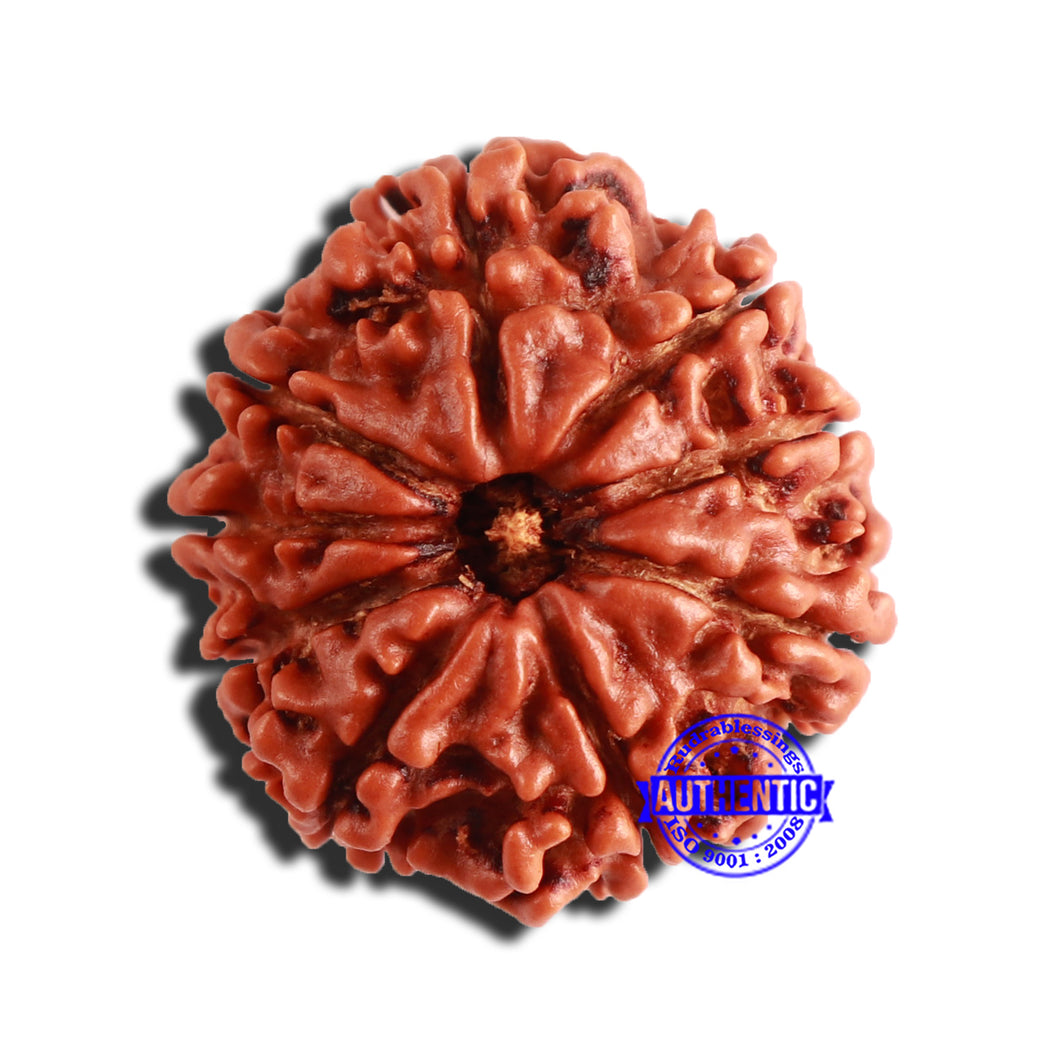9 Mukhi Nepalese Rudraksha - Bead No. 347