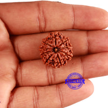 Load image into Gallery viewer, 9 Mukhi Nepalese Rudraksha - Bead No. 347
