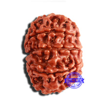Load image into Gallery viewer, 9 Mukhi Nepalese Rudraksha - Bead No. 347
