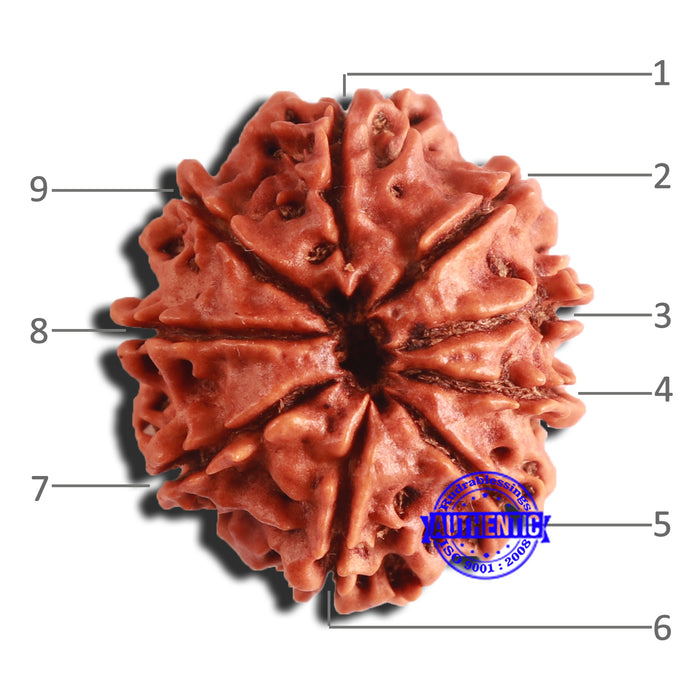 9 Mukhi Nepalese Rudraksha - Bead No. 348