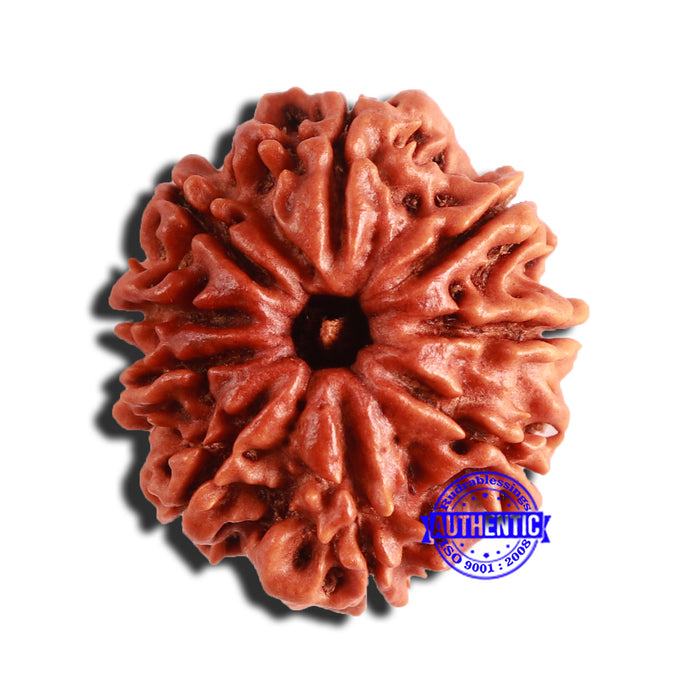 9 Mukhi Nepalese Rudraksha - Bead No. 348