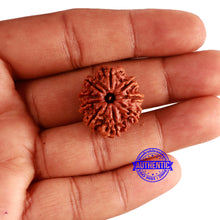 Load image into Gallery viewer, 9 Mukhi Nepalese Rudraksha - Bead No. 348
