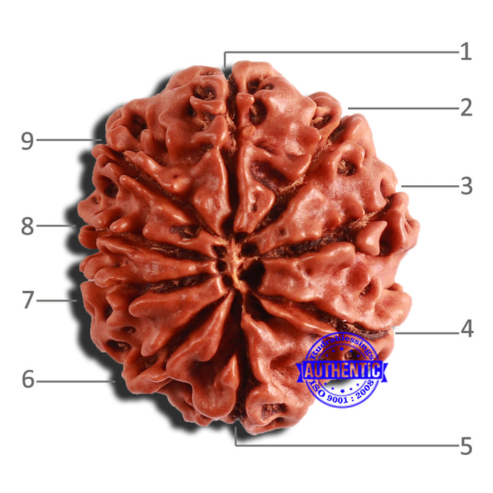 9 Mukhi Nepalese Rudraksha - Bead No. 349