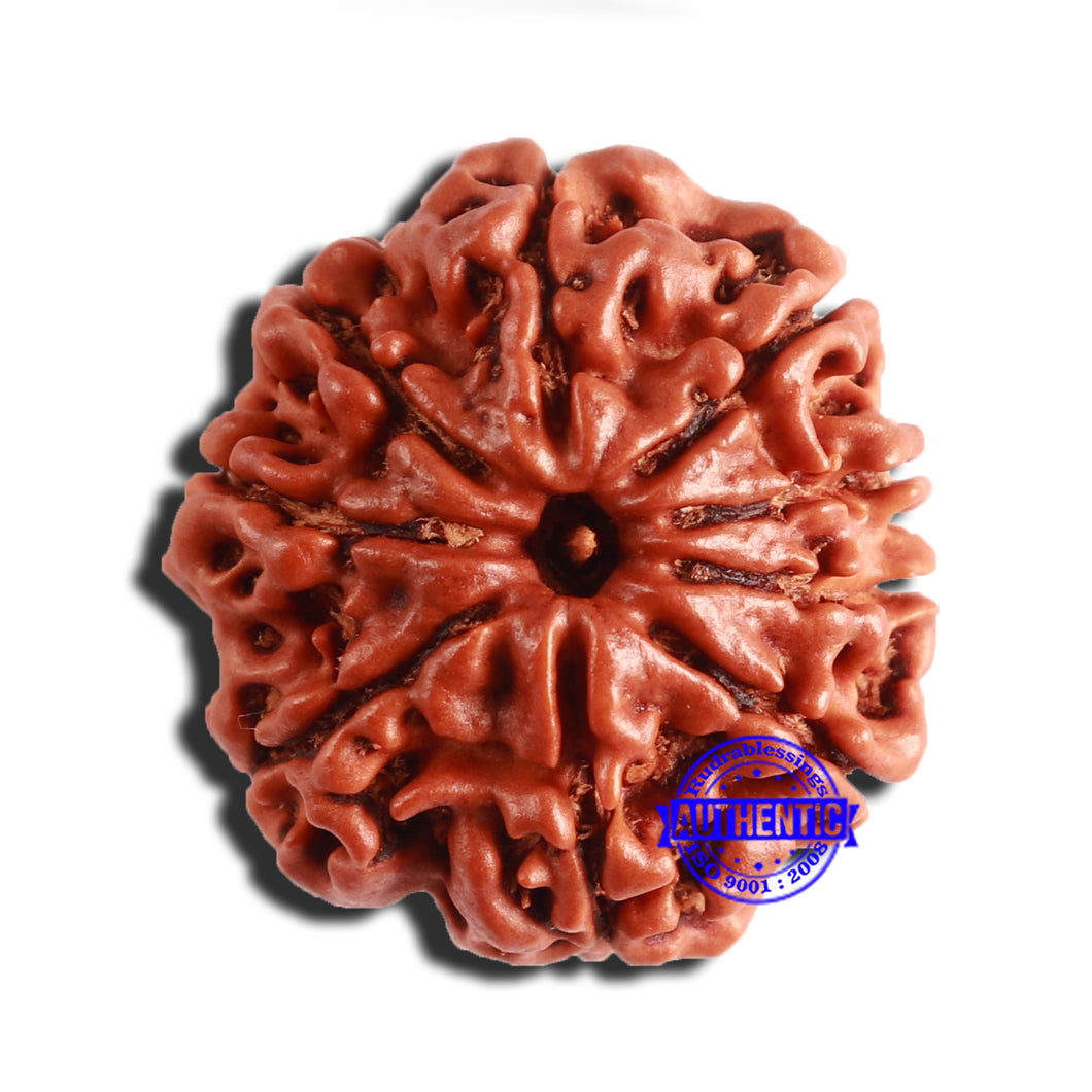 9 Mukhi Nepalese Rudraksha - Bead No. 349
