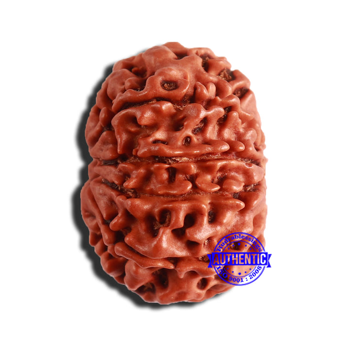 9 Mukhi Nepalese Rudraksha - Bead No. 349