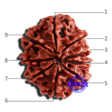 Load image into Gallery viewer, 9 Mukhi Nepalese Rudraksha - Bead No. 350
