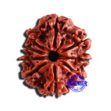 Load image into Gallery viewer, 9 Mukhi Nepalese Rudraksha - Bead No. 350
