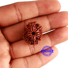 Load image into Gallery viewer, 9 Mukhi Nepalese Rudraksha - Bead No. 350
