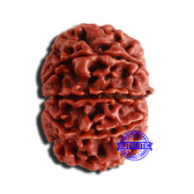 Load image into Gallery viewer, 9 Mukhi Nepalese Rudraksha - Bead No. 350

