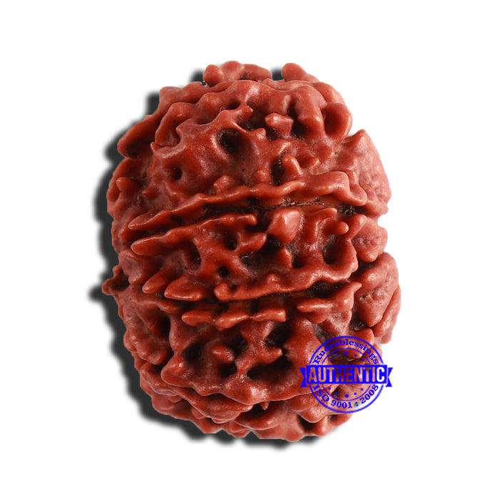 9 Mukhi Nepalese Rudraksha - Bead No. 350