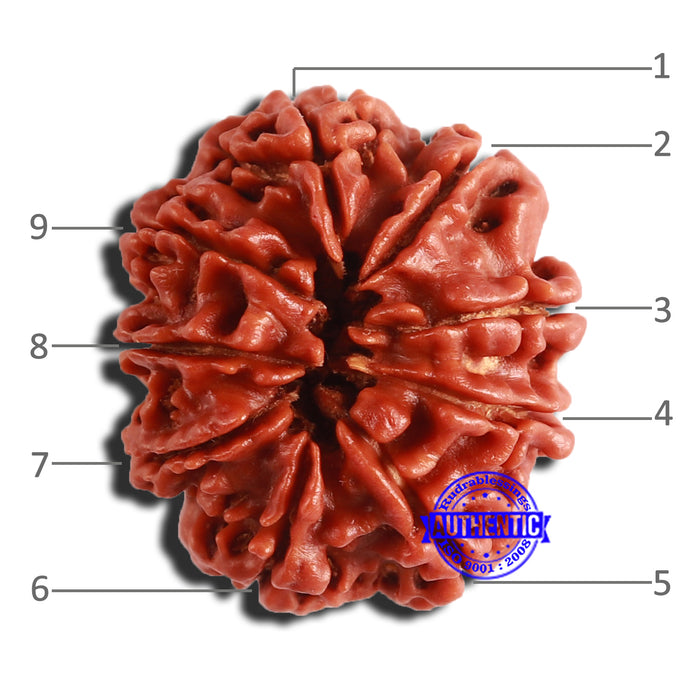 9 Mukhi Nepalese Rudraksha - Bead No 351