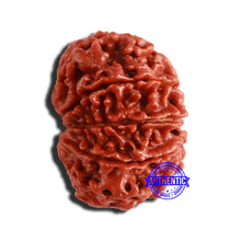 Load image into Gallery viewer, 9 Mukhi Nepalese Rudraksha - Bead No 351
