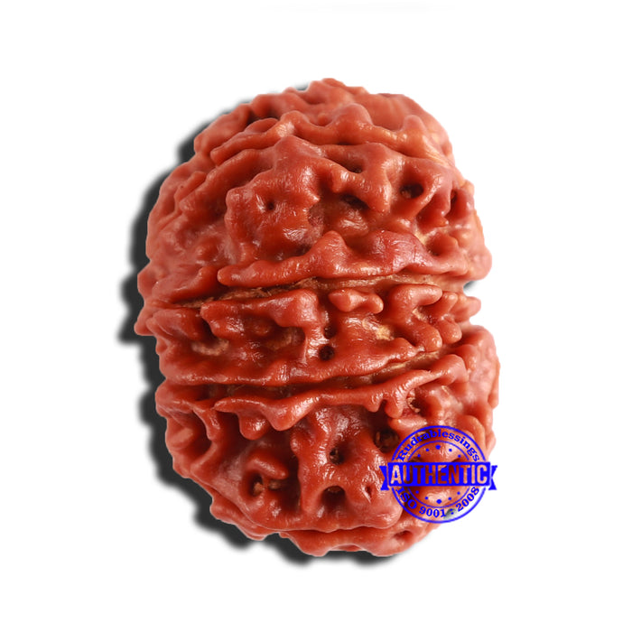 9 Mukhi Nepalese Rudraksha - Bead No 351