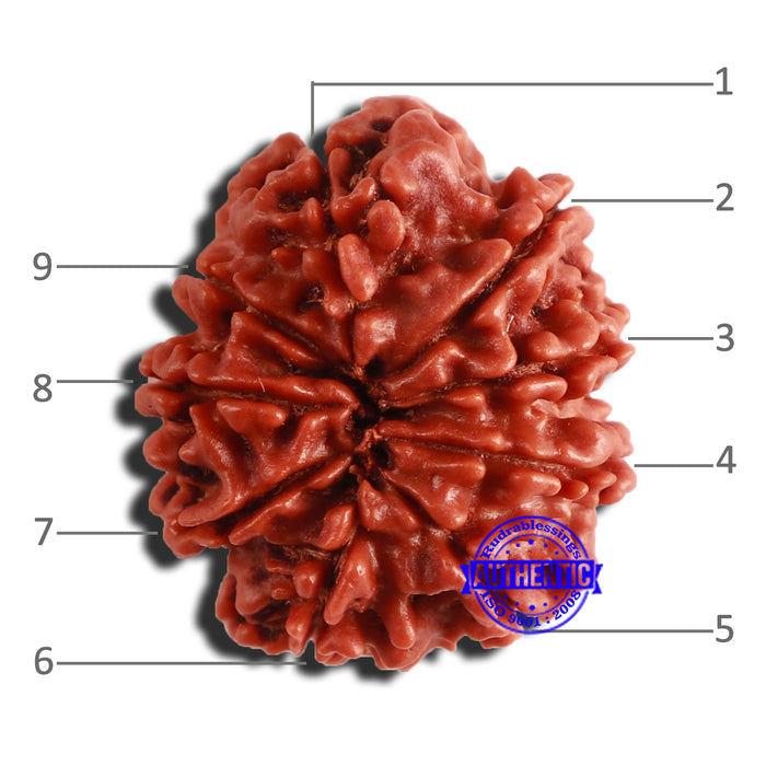 9 Mukhi Nepalese Rudraksha - Bead No. 352