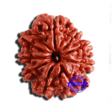 Load image into Gallery viewer, 9 Mukhi Nepalese Rudraksha - Bead No. 352
