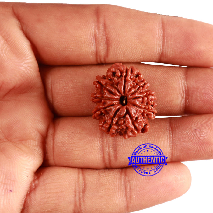 9 Mukhi Nepalese Rudraksha - Bead No. 352