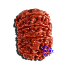 Load image into Gallery viewer, 9 Mukhi Nepalese Rudraksha - Bead No. 352
