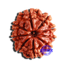 Load image into Gallery viewer, 9 Mukhi Nepalese Rudraksha - Bead No. 354
